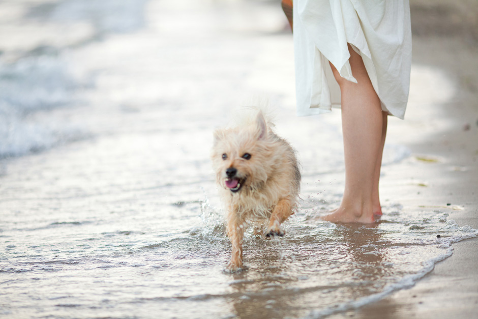 kremowa sukienka z zary pies plaża